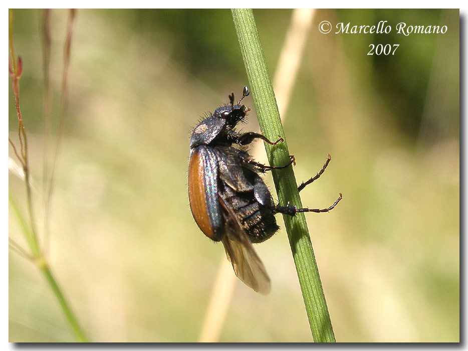 A spasso sulle Alpi Marittime:18.Omaloplia ruricola nicolasi